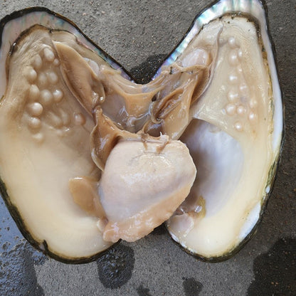 【Live】[N] Normal Farmed Pearls( Regular oysters，there are 20-30pcs pearls)